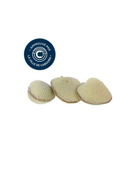 Réglette 3 coques de Cabourg chocolat fleur de sel