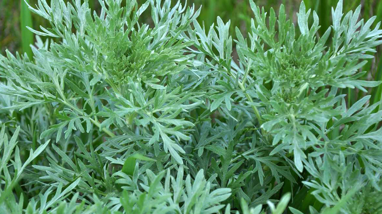 la plante mystique